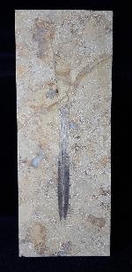 Hibolithes sp. (MONTFORT 1808) - Bild &copy; FossNet FossilienStore